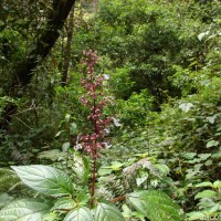 Coleus malabaricus Benth.